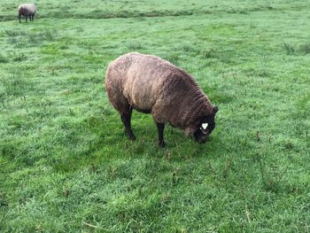 Sheep grazing in a field