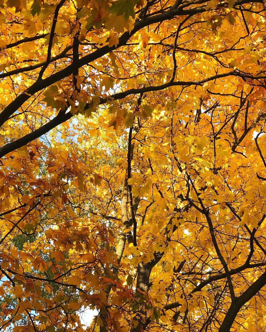 autumn, tree, change, leaf, branch, nature, beauty in nature, growth, low angle view, outdoors, no people, maple tree, day, tranquility, yellow, backgrounds, scenics, maple, fragility, close-up, sky