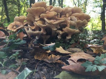 Close-up of mushrooms on tree trunk in forest