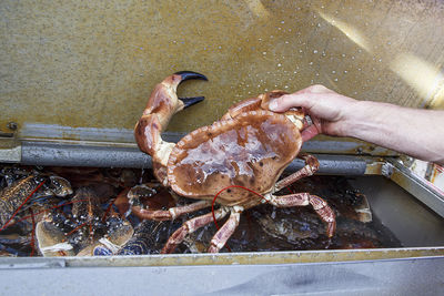 Close-up of hand holding fish