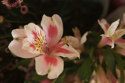 Close-up of pink flower