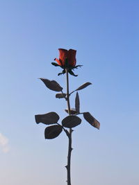 Low angle view of flowers against blue sky