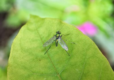 Close-up of housefly on leaf