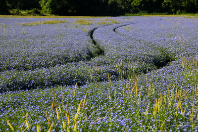 Scenic view of flower field