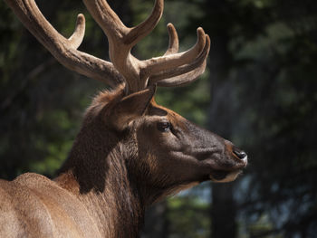 Close-up of an animal