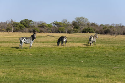 View of zebra on grassy field