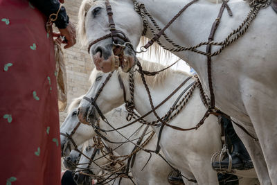 Close-up of a smiling horse