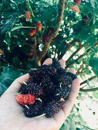 Midsection of person holding fruits growing on tree