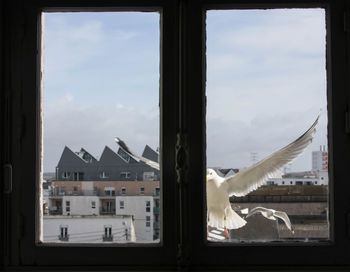 View of seagull against cloudy sky seen through window
