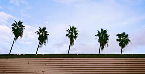 Low angle view of palm trees against blue sky