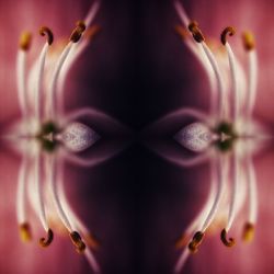 Close-up of pink flower