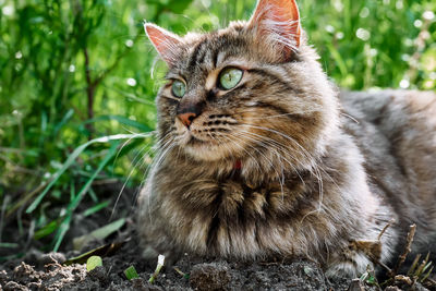 Close up portrait of beautiful striped ginger cat with long hair, green eyes and long moustache. 