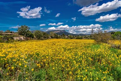 Yellow flowers growing on field against sky