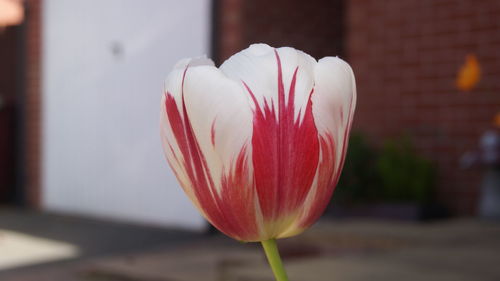 Close-up of red tulip