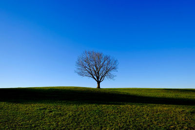 Bare tree in field against clear blue sky