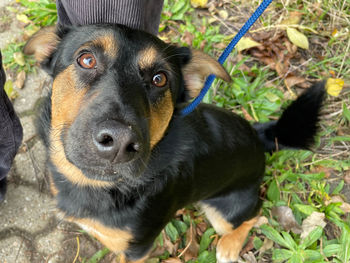 Close-up portrait of dog