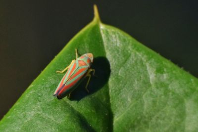 Close-up of insect on leaf