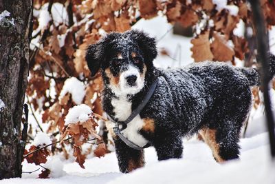 Bernese mountain dog puppy in winter forest in ukraine