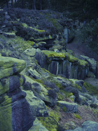 Stream flowing through forest