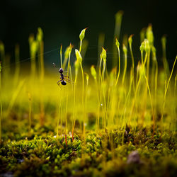 Close-up of ant over grass