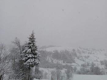 Trees on snow covered landscape against clear sky