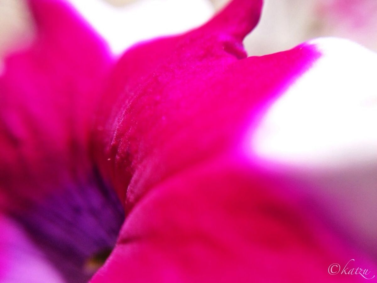 flower, pink color, petal, close-up, flower head, freshness, fragility, red, beauty in nature, pink, selective focus, purple, nature, macro, single flower, extreme close-up, growth, vibrant color, full frame, no people