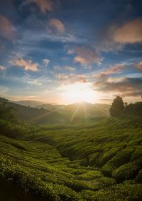 Scenic view of agricultural landscape against sky