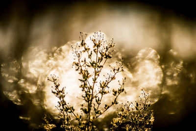 Close-up of flowers blooming outdoors