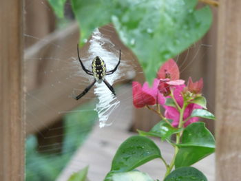 Close-up of butterfly on pink flower