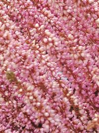 Full frame shot of pink flowering plant