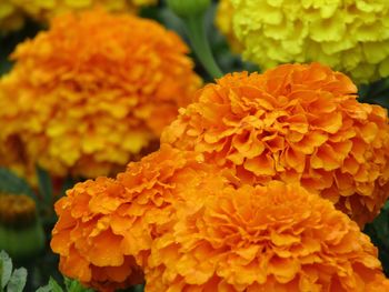 Close-up of orange marigold