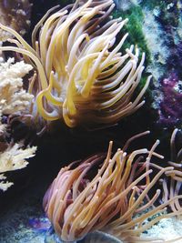 Close-up of coral in sea