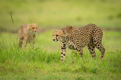 Cub stands behind cheetah walking across grass