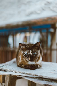 Portrait of grumpy cat sitting on table
