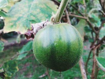 Close-up of fruit growing on tree