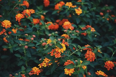 High angle view of orange flowering plants