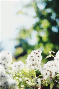 plant