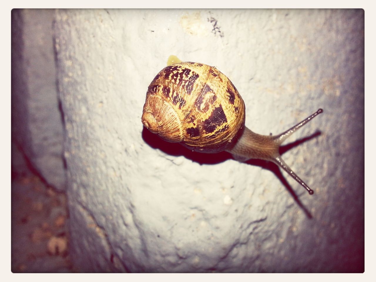 transfer print, one animal, animal themes, animals in the wild, wildlife, auto post production filter, close-up, wall - building feature, insect, built structure, outdoors, day, old, architecture, no people, building exterior, wall, animal shell, textured, snail