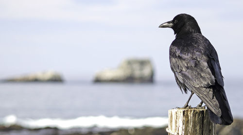 Close-up of bird perching on wooden post