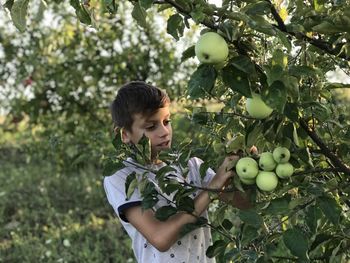 Boy the first apples in his garden 