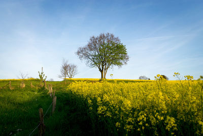 Scenic view of oilseed rape field against sky