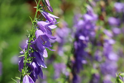 Close-up of plant