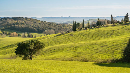 Scenic view of agricultural field against sky