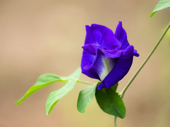 Close-up of purple flowering plant