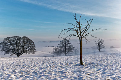 Bare trees on snow covered field against sky