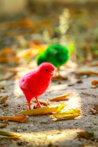 Close-up of a bird on field