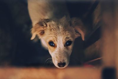 Close-up portrait of dog at home