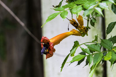 Close-up of flowering plant