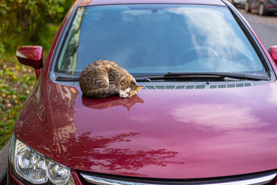 Cute tabby cat is napping on the warm hood of a parked car.
