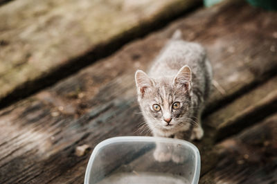 Close-up portrait of kitten